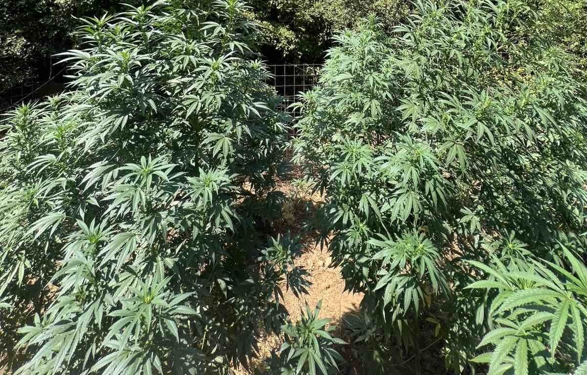 Ρέθυμνο: Εντοπίστηκαν δύο φυτείες με 26 δενδρύλλια κάνναβης – Δύο συλλήψεις