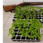 Ηράκλειο: Στα χέρια της ΕΛ.ΑΣ. δύο άτομα για φυτεία με 135 δενδρύλλια κάνναβης